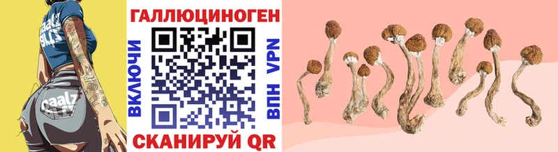 OMG tor  Чишмы  Псилоцибиновые грибы мицелий 